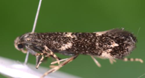 Elachista atricomella